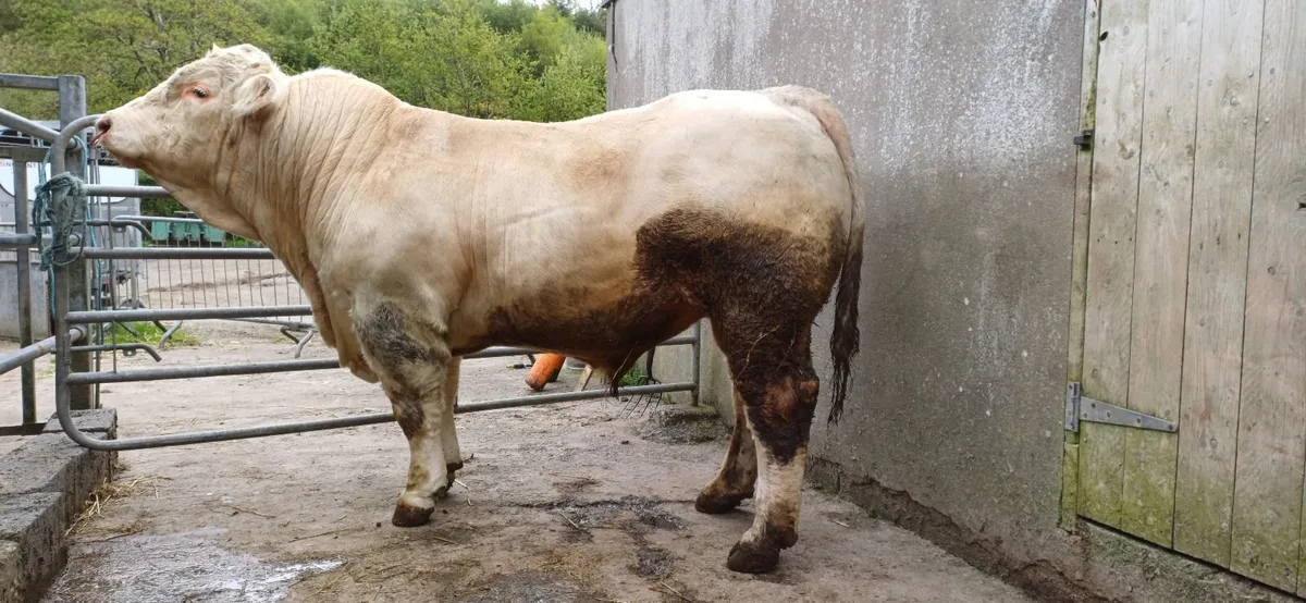 Pedigree Registered Charolais Bull For Sale - Image 4