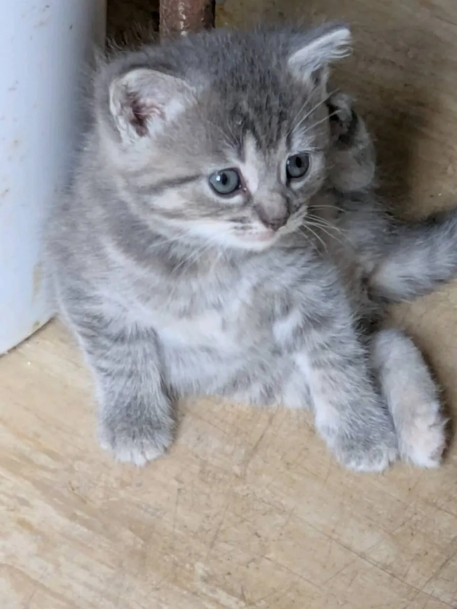 BEAUTIFUL SHORTHAIR KITTENS - Image 2