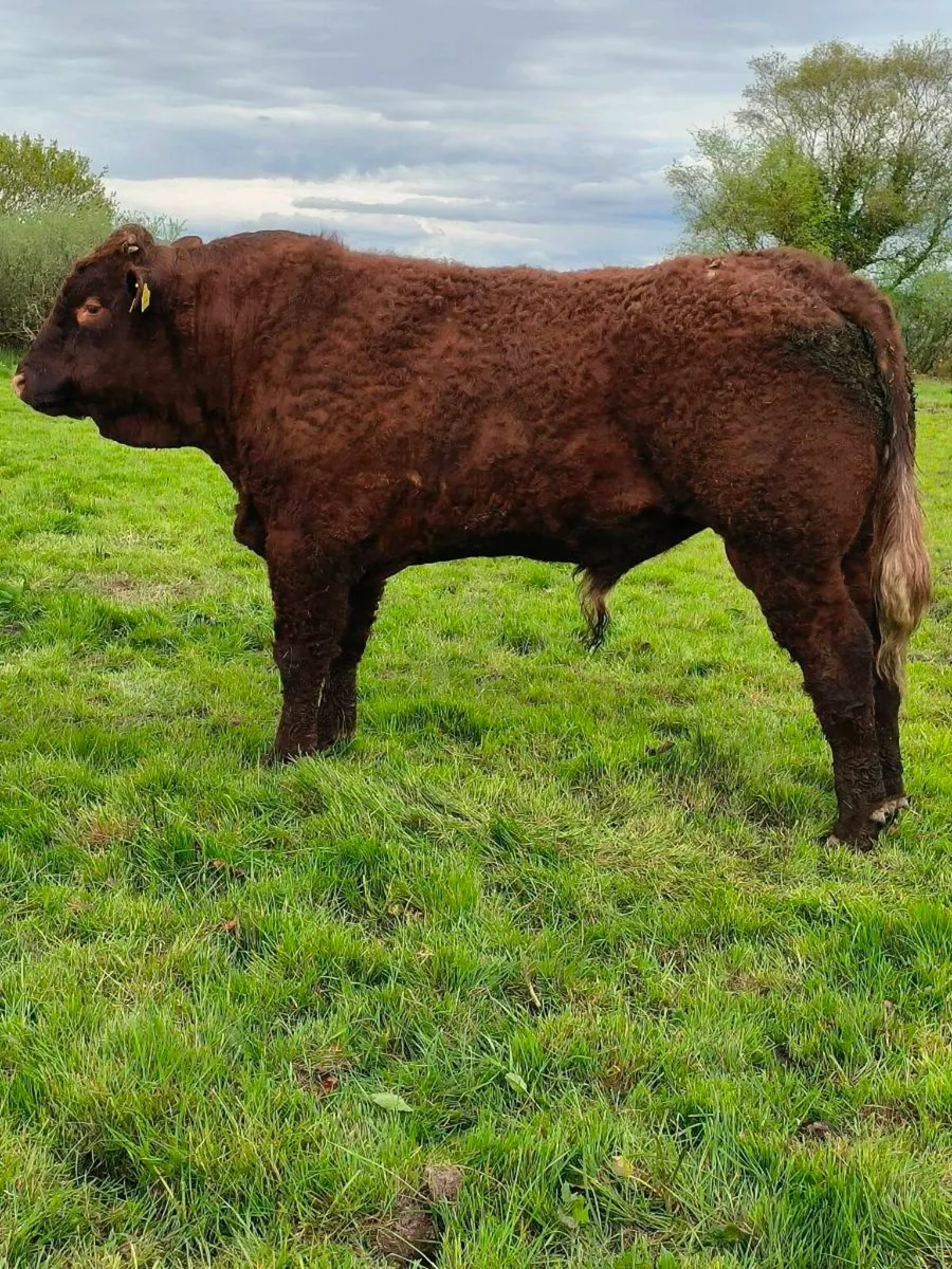 5🌟 Salers Bulls - Image 1