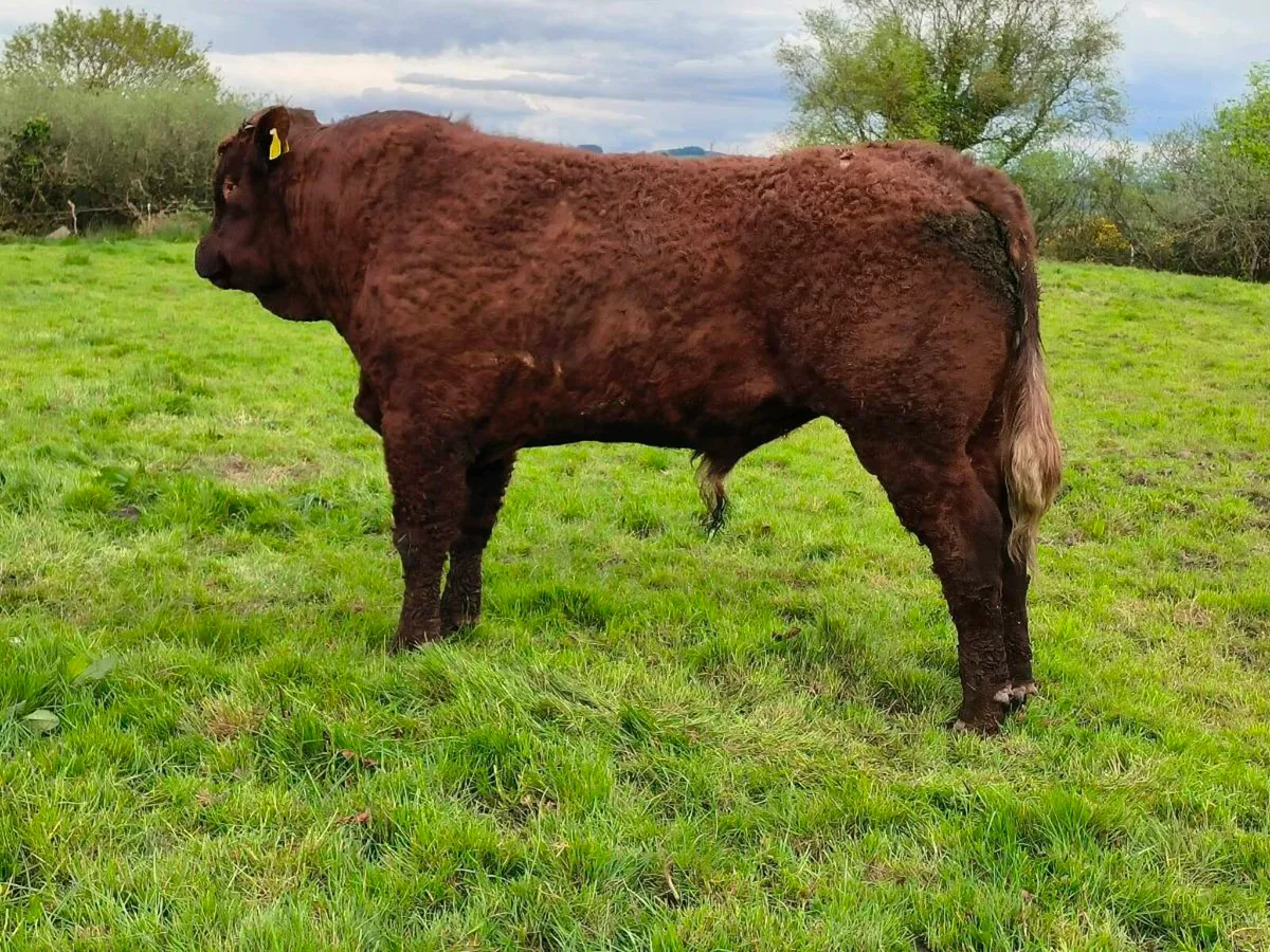 5🌟 Salers Bulls - Image 2
