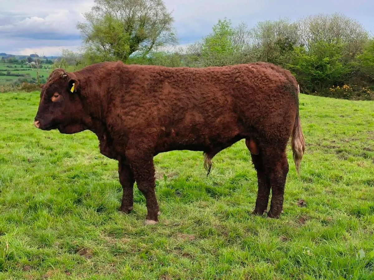 5🌟 Salers Bulls - Image 3