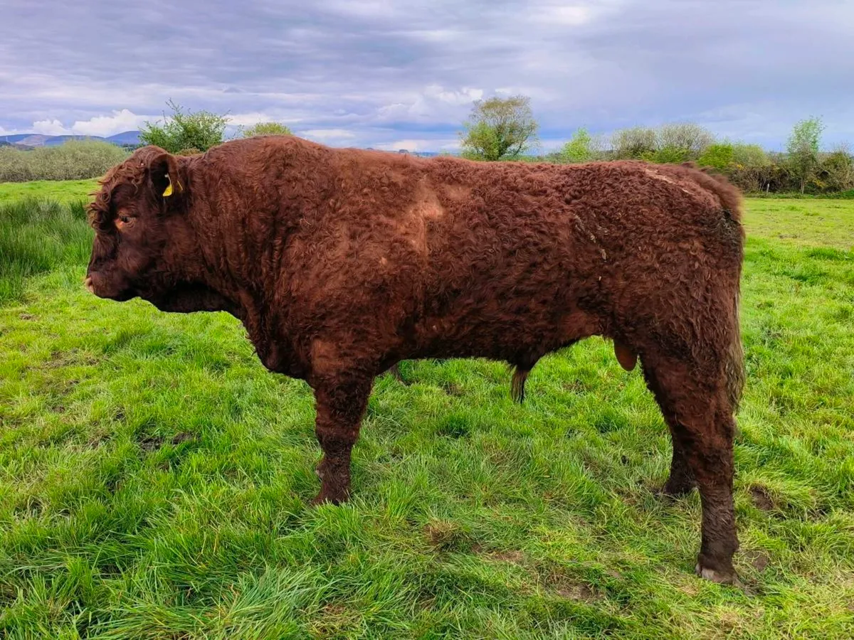 5🌟 Salers Bulls - Image 4