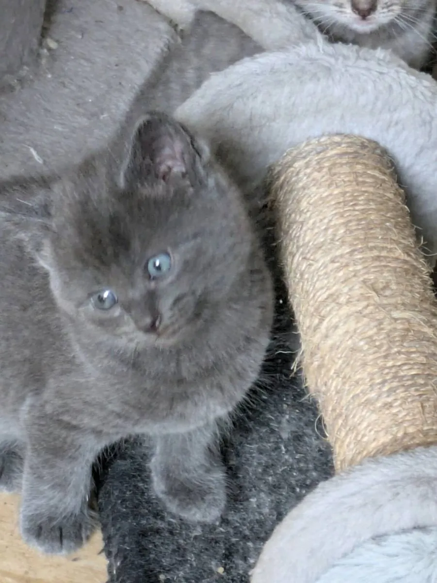 BEAUTIFUL SHORTHAIR KITTENS - Image 3