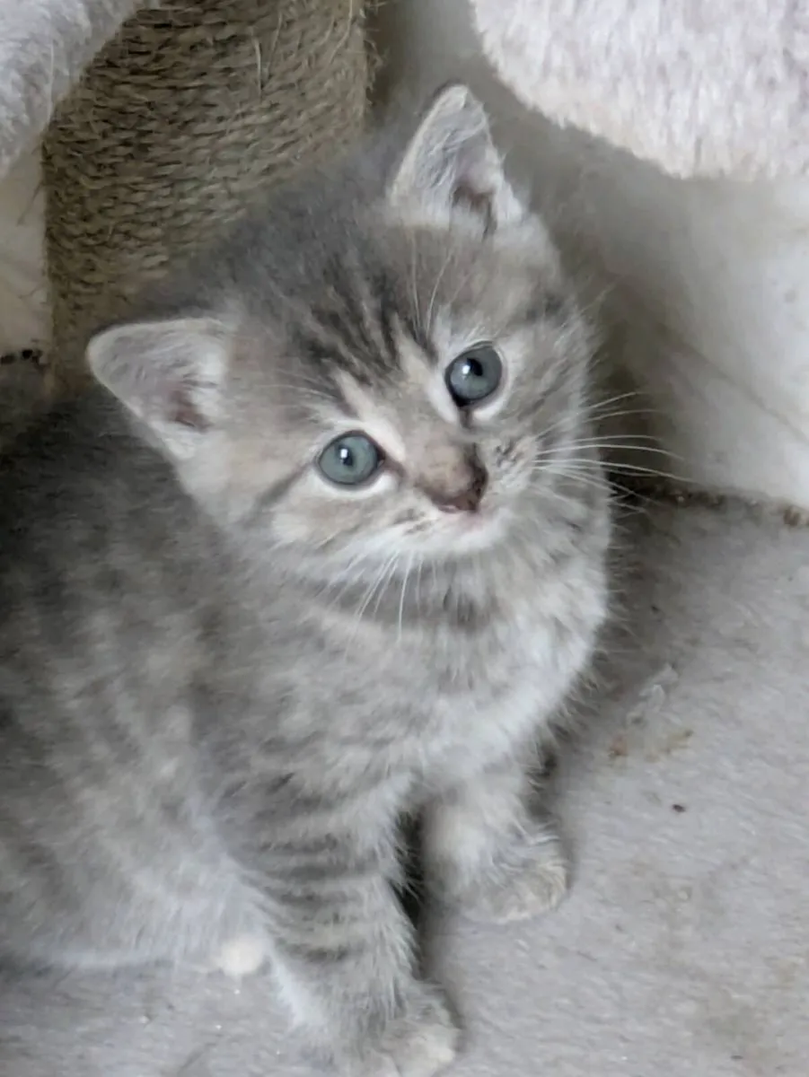 BEAUTIFUL SHORTHAIR KITTENS - Image 4