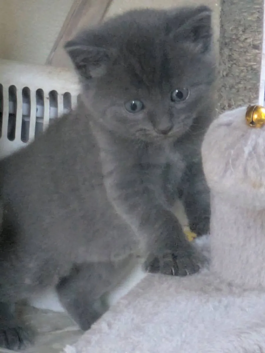 BEAUTIFUL SHORTHAIR KITTENS - Image 1