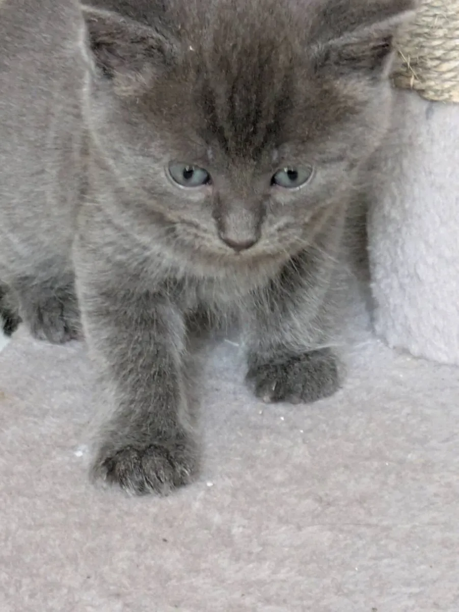 BEAUTIFUL SHORTHAIR KITTENS - Image 4