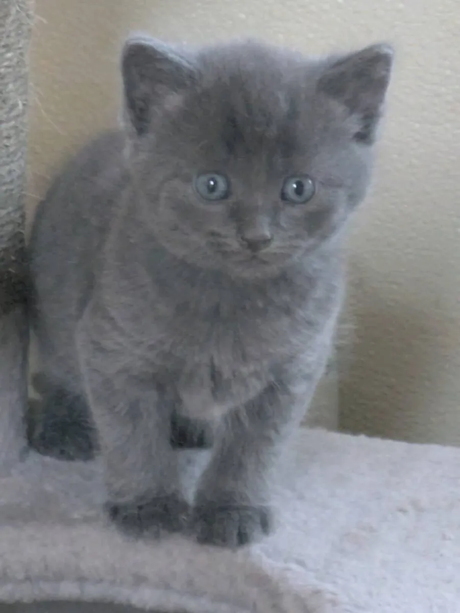 BEAUTIFUL SHORTHAIR KITTENS - Image 1