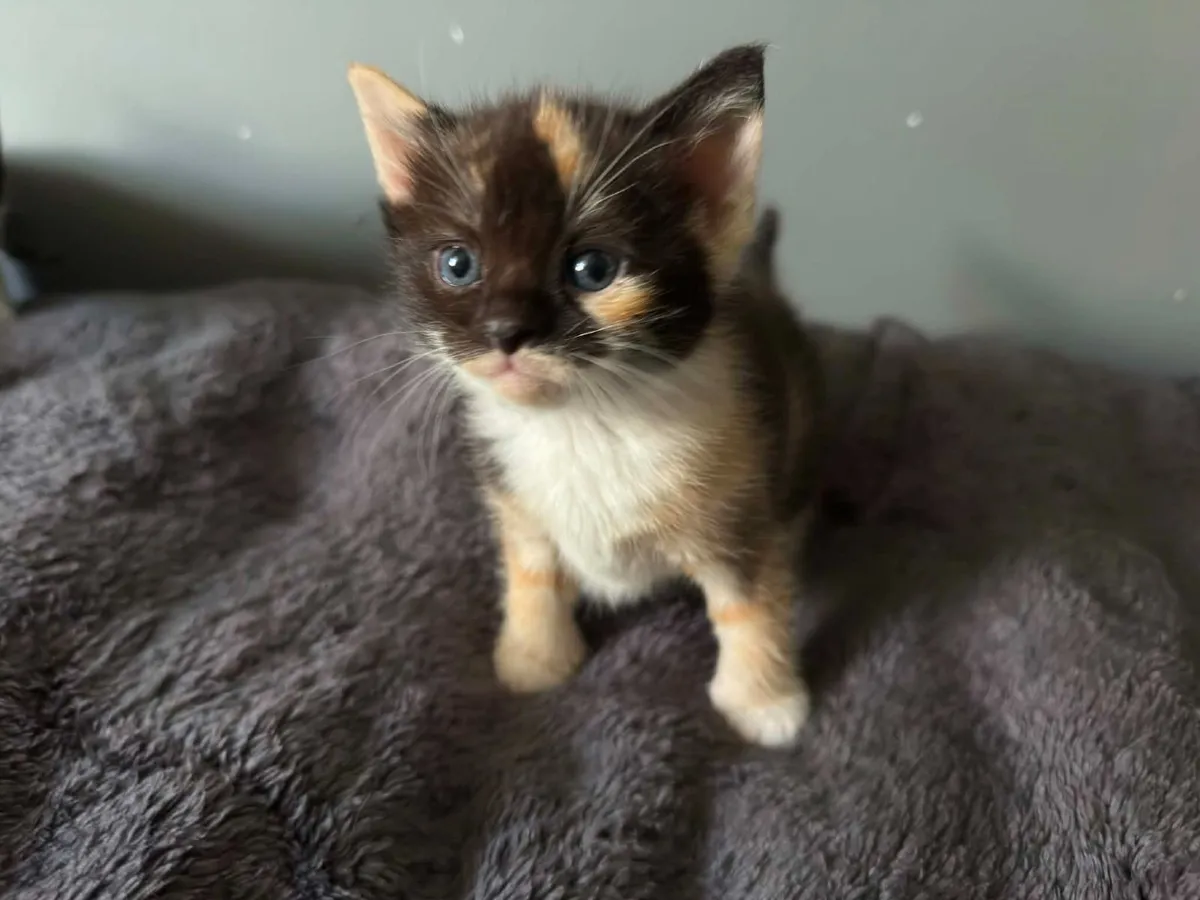 Kittens - Image 3