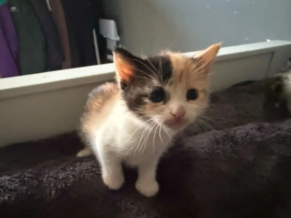 Kittens - Image 4