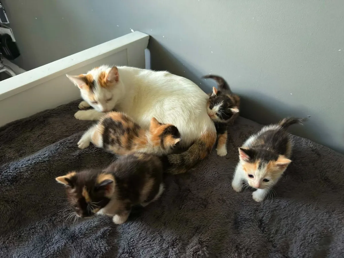 Kittens - Image 1