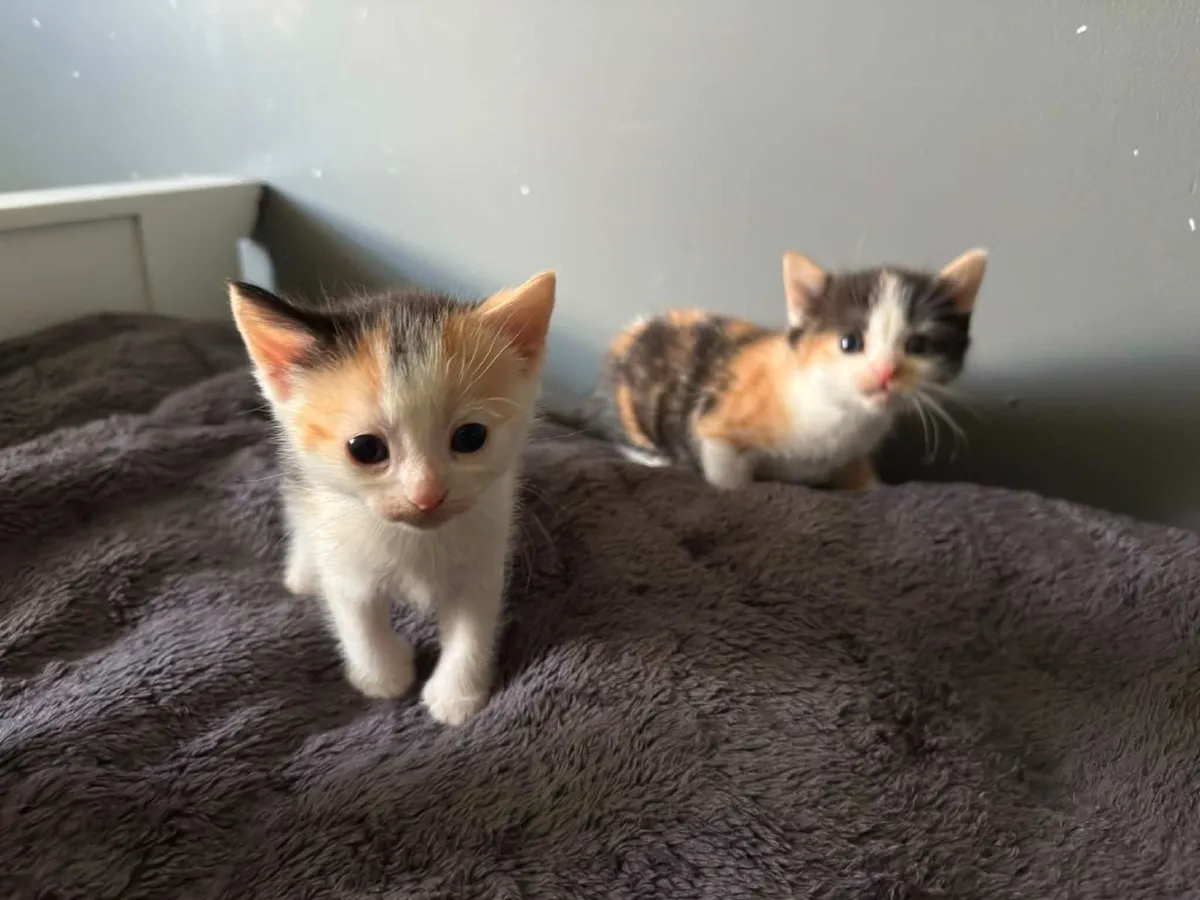 Kittens - Image 2