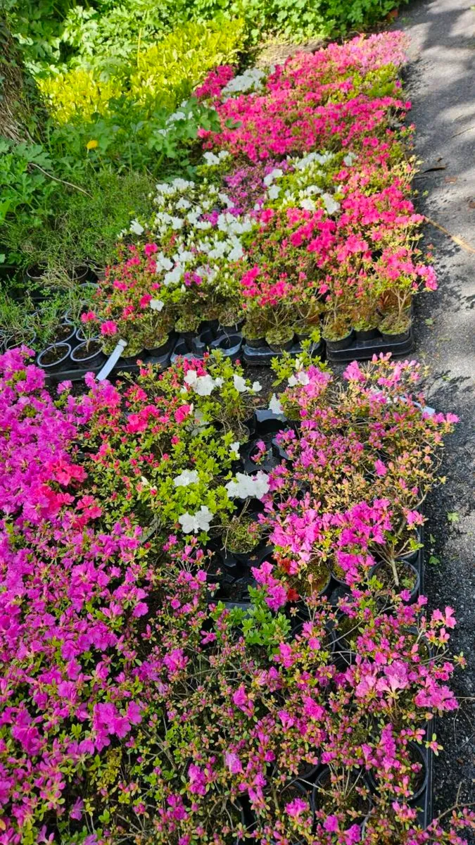 Azaleas Flowering Plants - Image 4