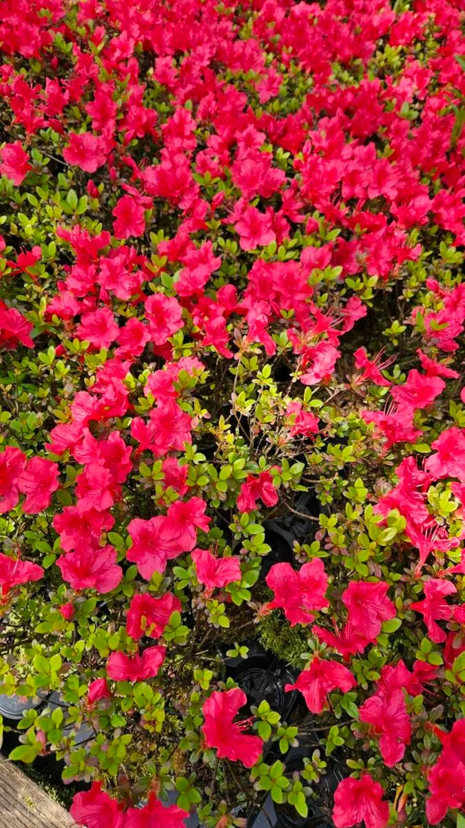 Azaleas Flowering Plants - Image 2