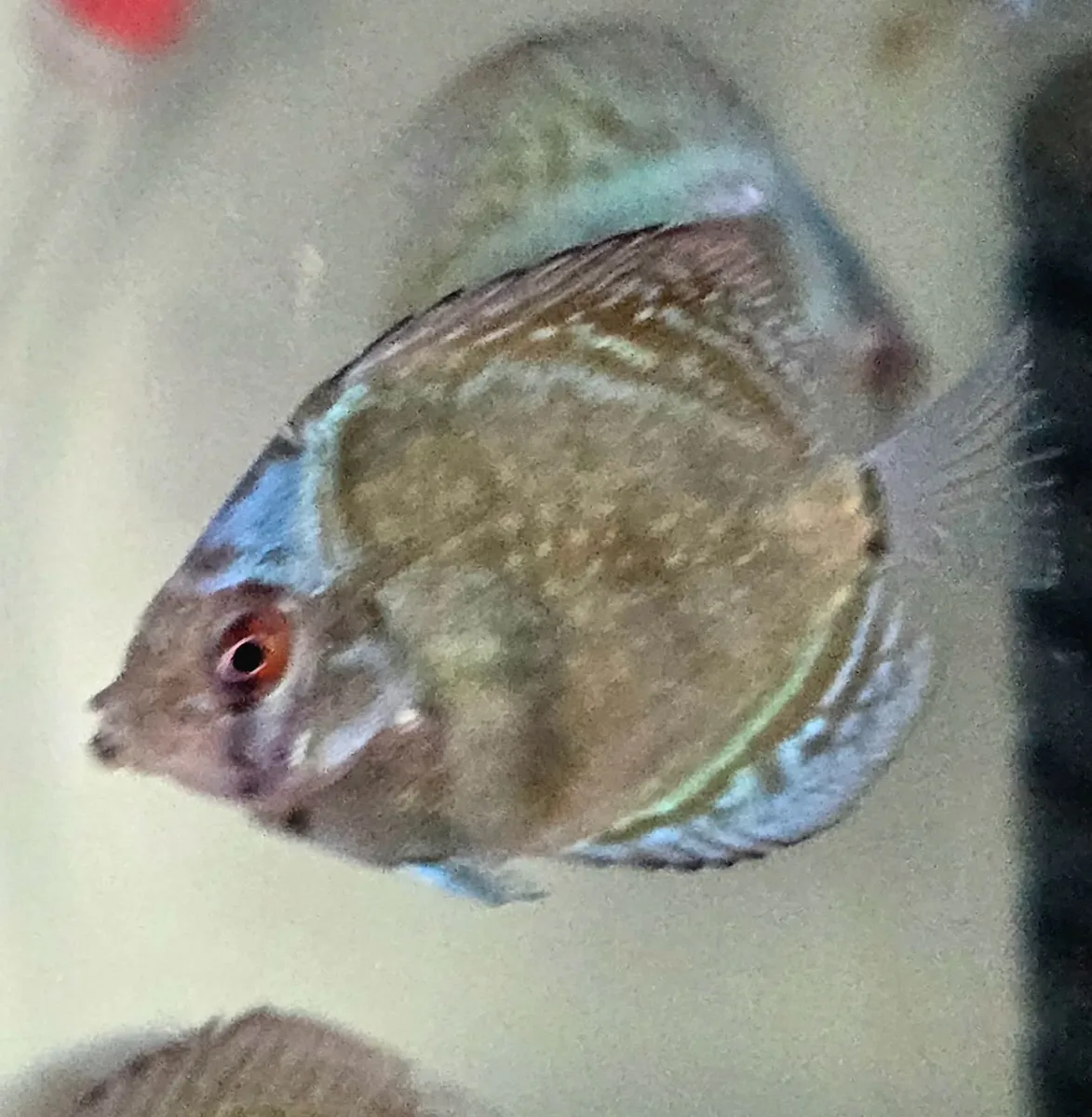 Fish - Image 3