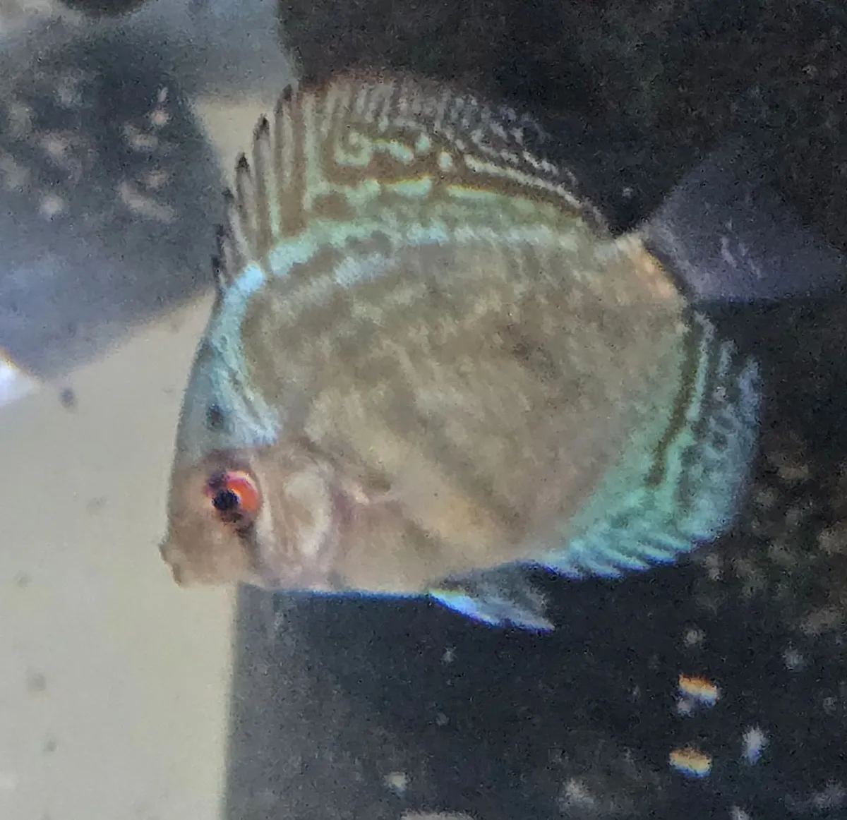 Fish - Image 4