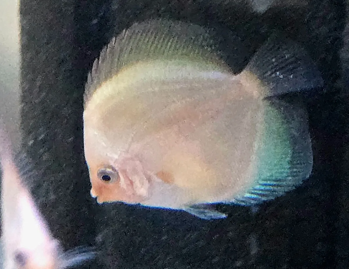 Fish - Image 1