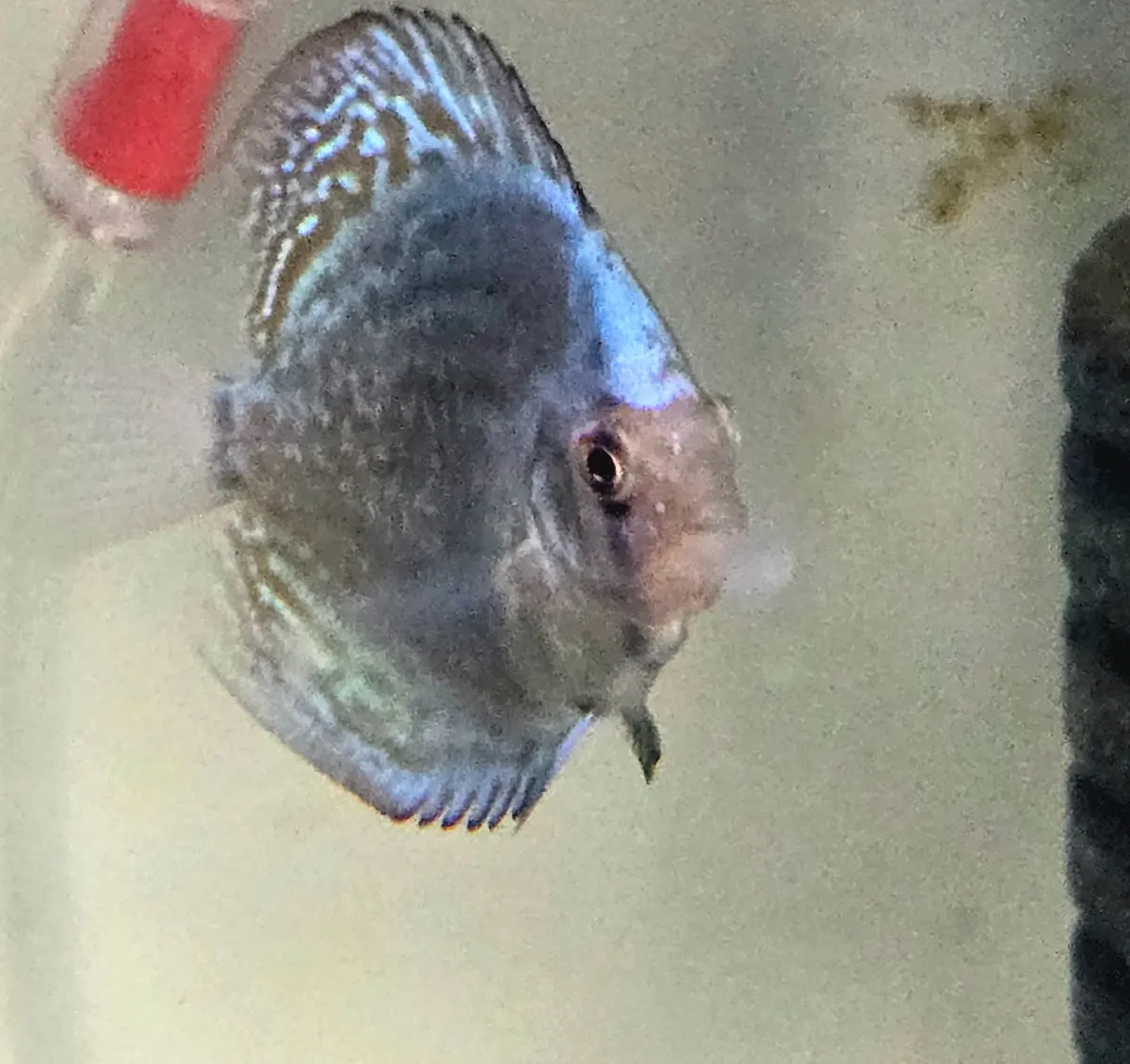 Fish - Image 2