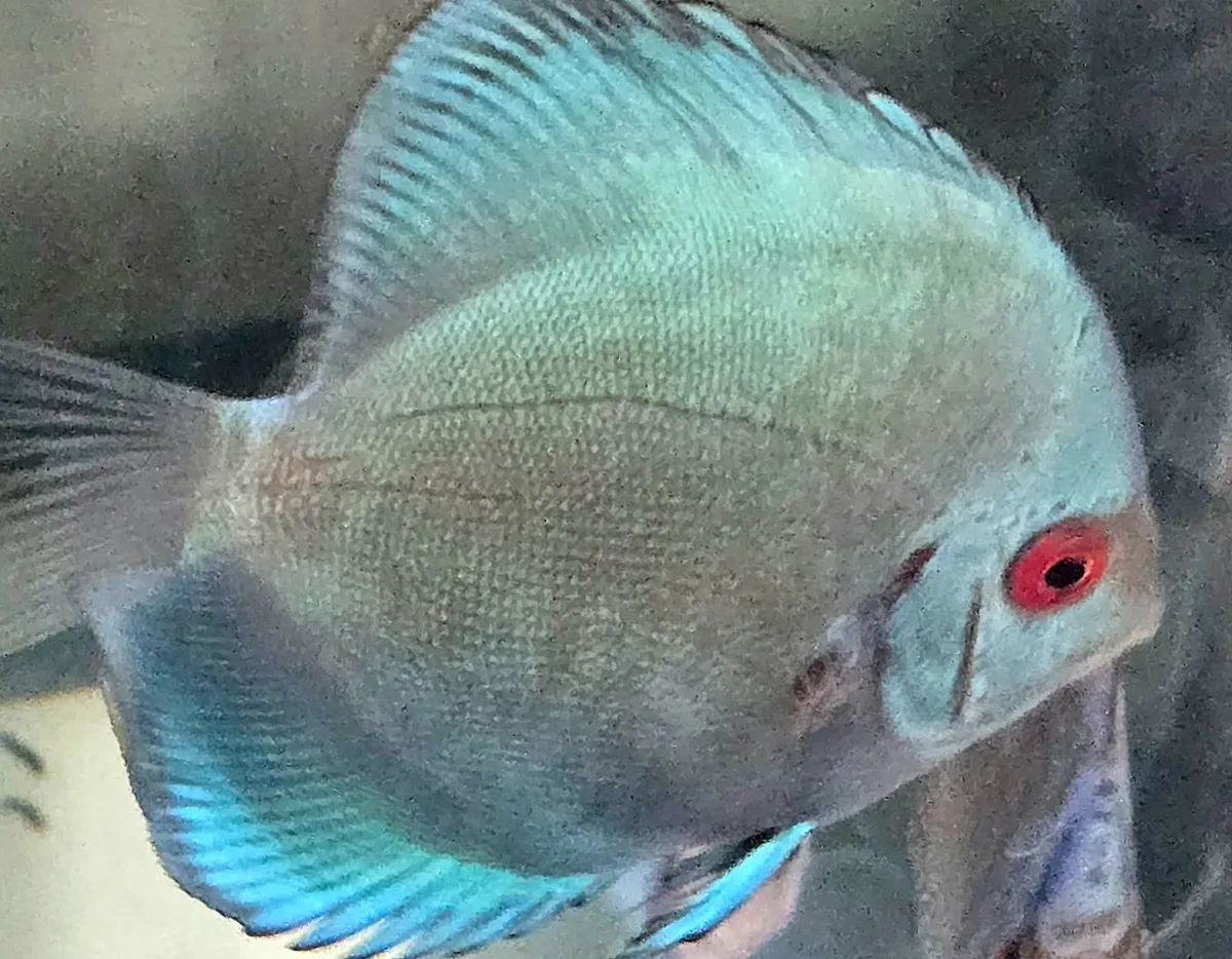 Discus - Image 1