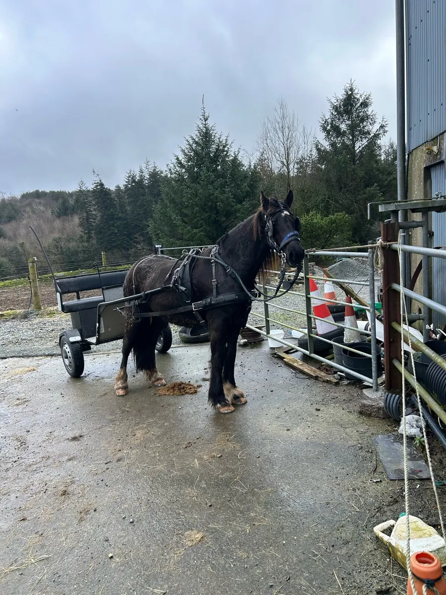 Poney and horse carts - Image 2