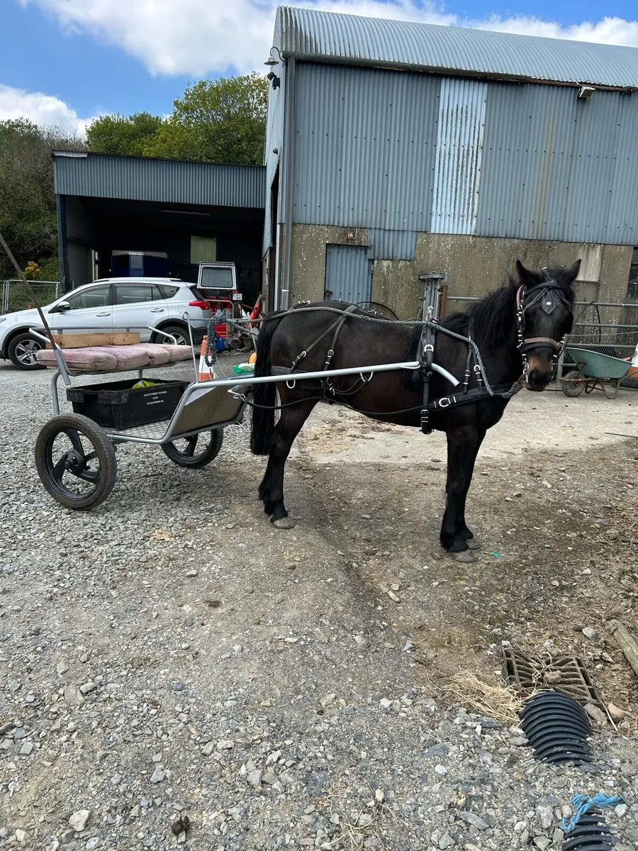 Poney and horse carts - Image 1