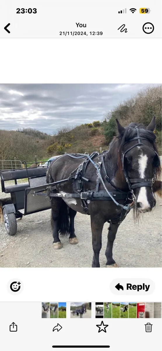 Poney and horse carts - Image 3