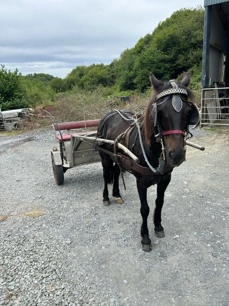Poney and horse carts - Image 4