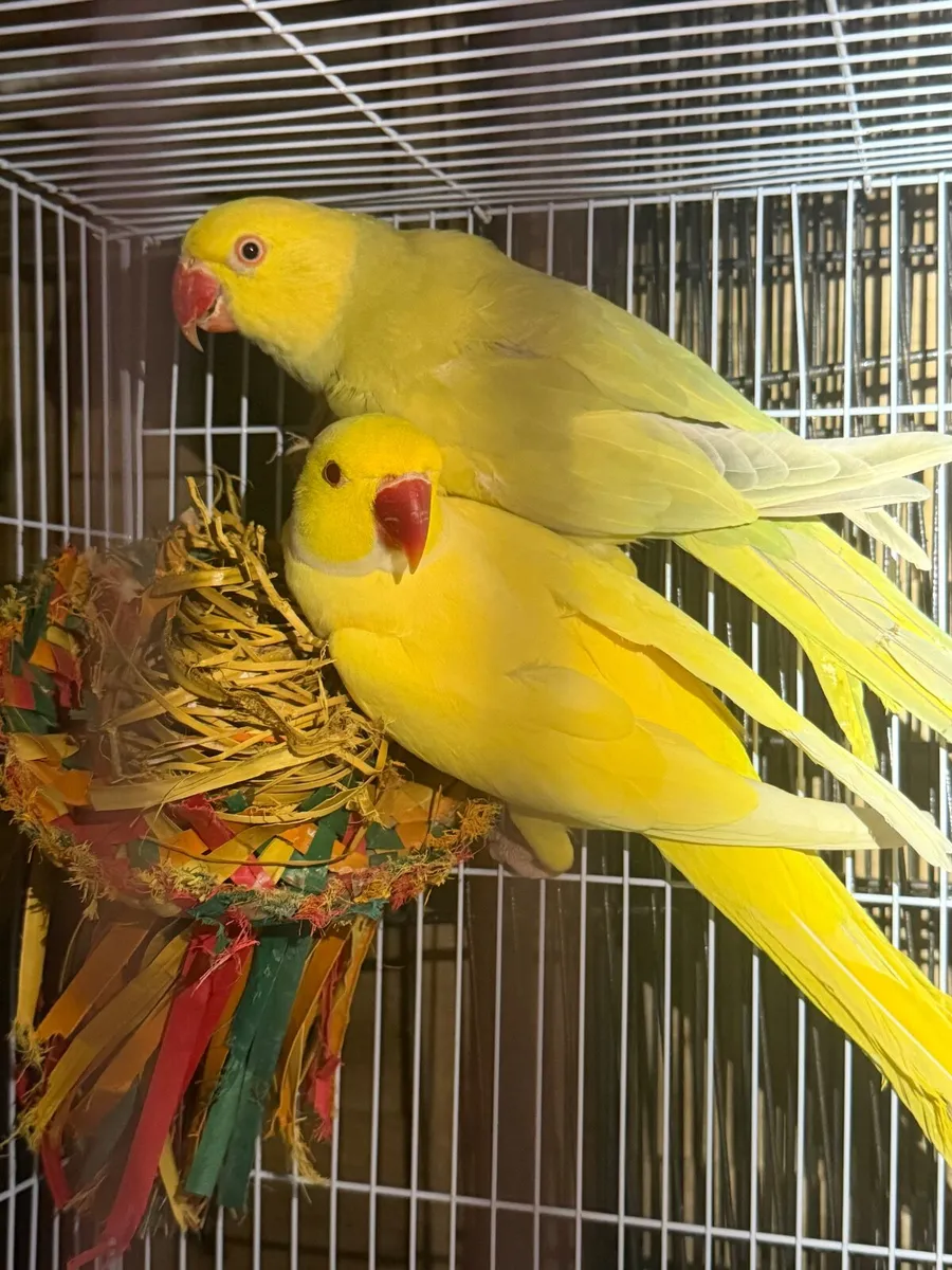 Ringneck pairs - Image 1