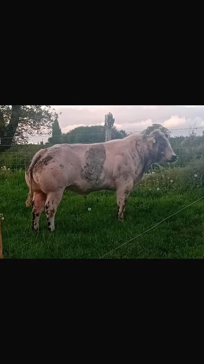 Belgian blue bull - Image 1