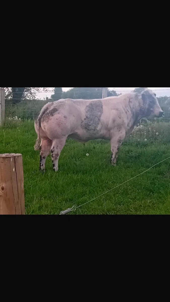 Belgian blue bull - Image 2