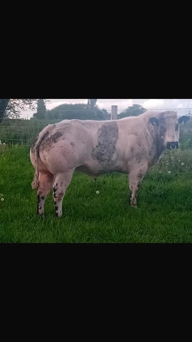 Belgian blue bull - Image 3