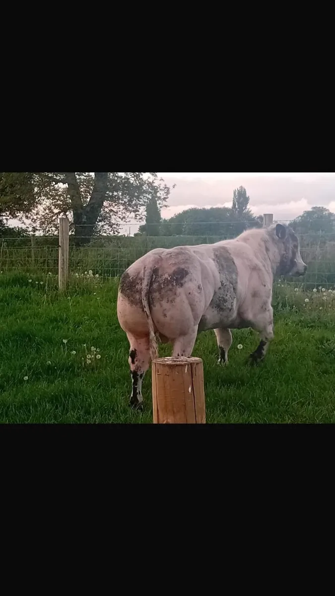 Belgian blue bull - Image 4