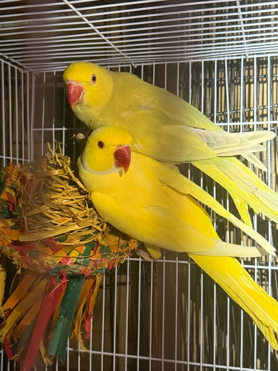 Ringneck pairs - Image 2