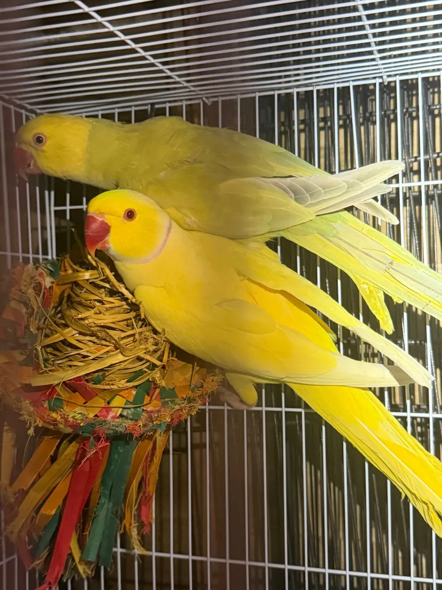 Ringneck pairs - Image 3