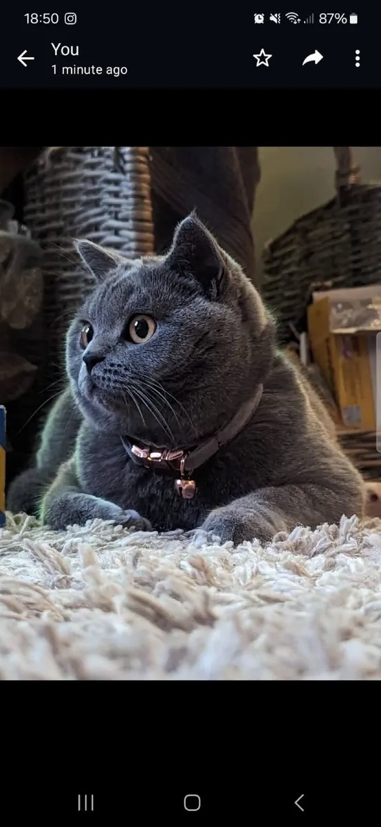 Pedigree cat - Image 4
