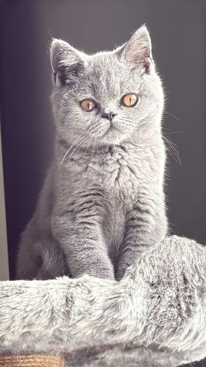 Elite pedigree shorthair kittens - Image 1