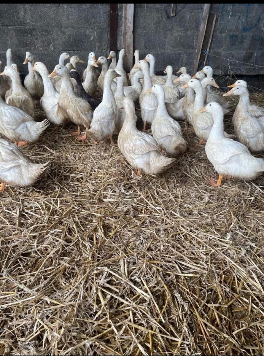 Ducks