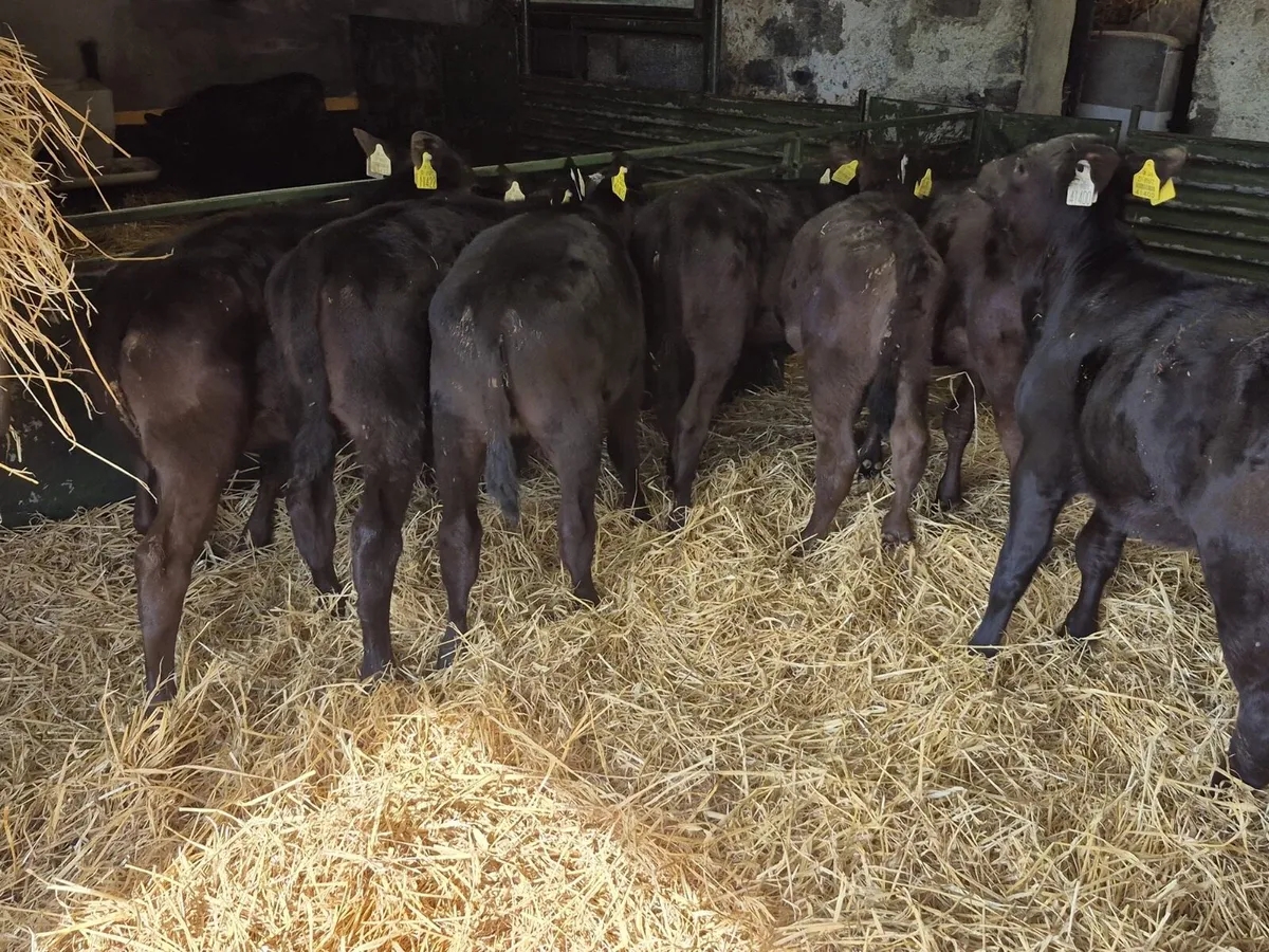 8 Reared Angus Heifer Calves - Image 1