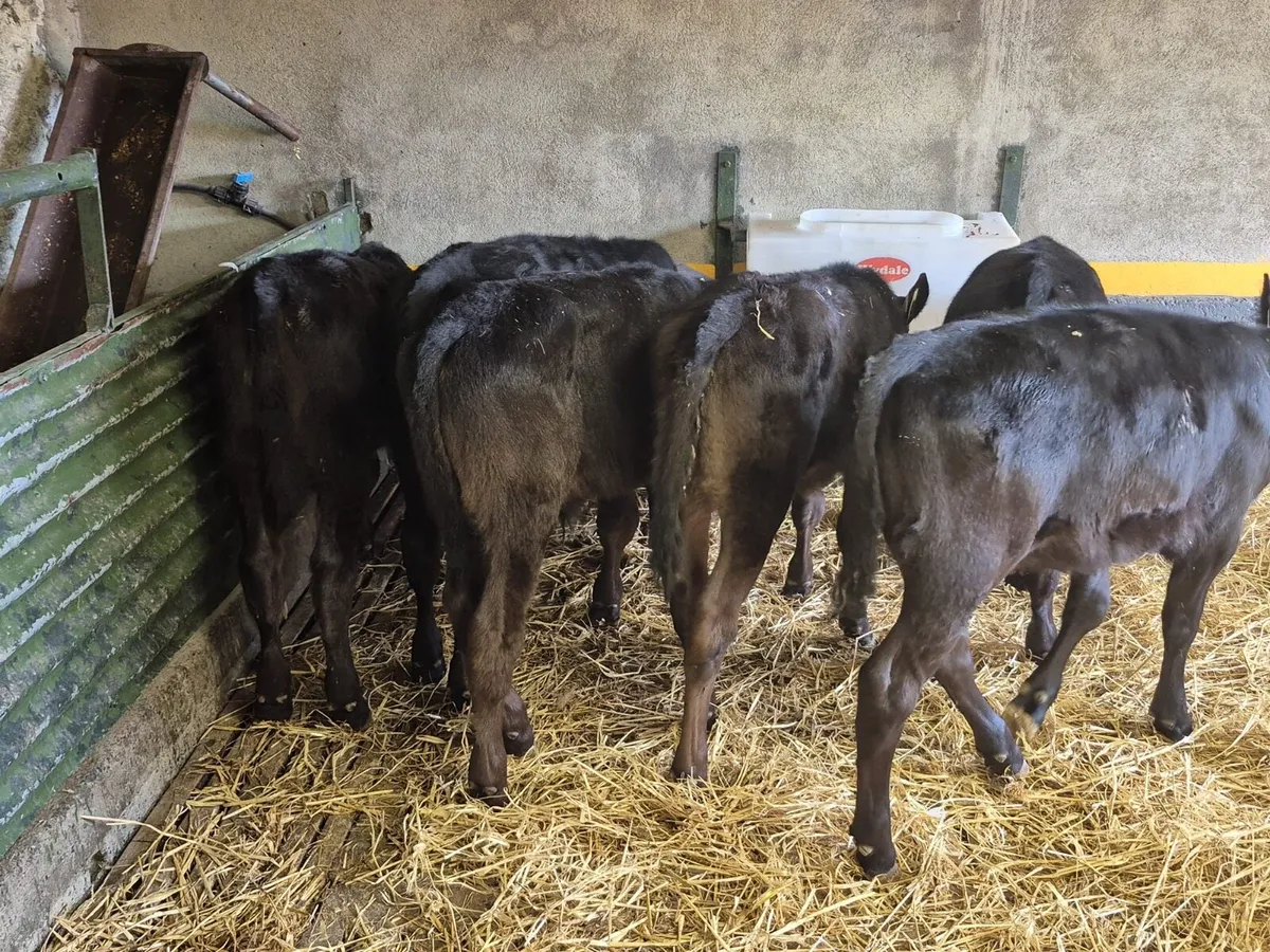 8 Reared Angus Heifer Calves - Image 2