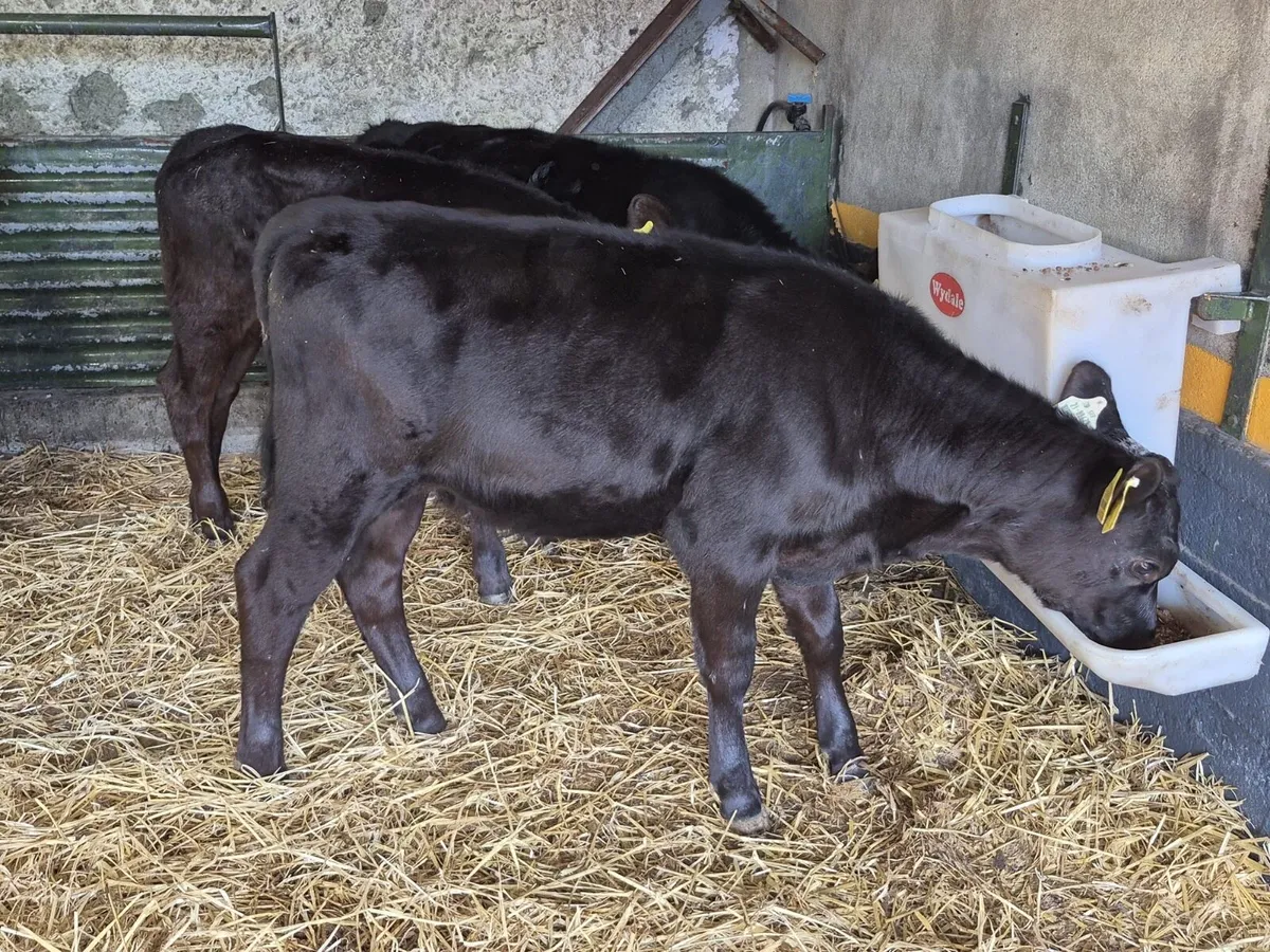 8 Reared Angus Heifer Calves - Image 4