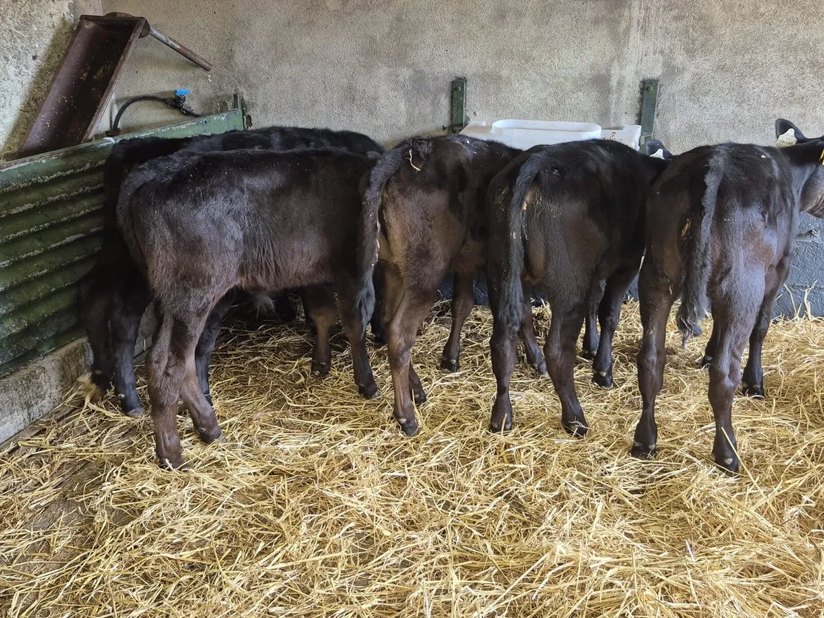 8 Reared Angus Heifer Calves - Image 3
