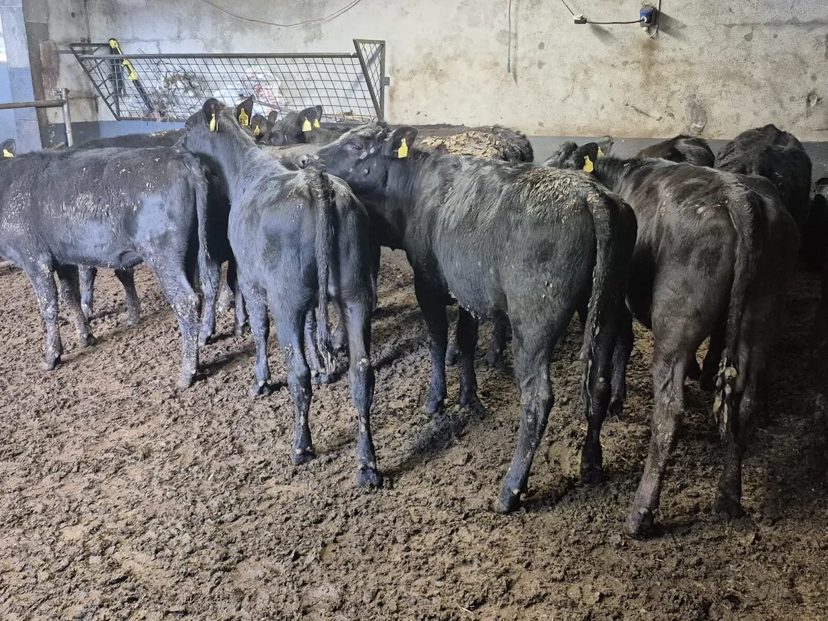 12 Angus Heifers 260kgs - Image 1