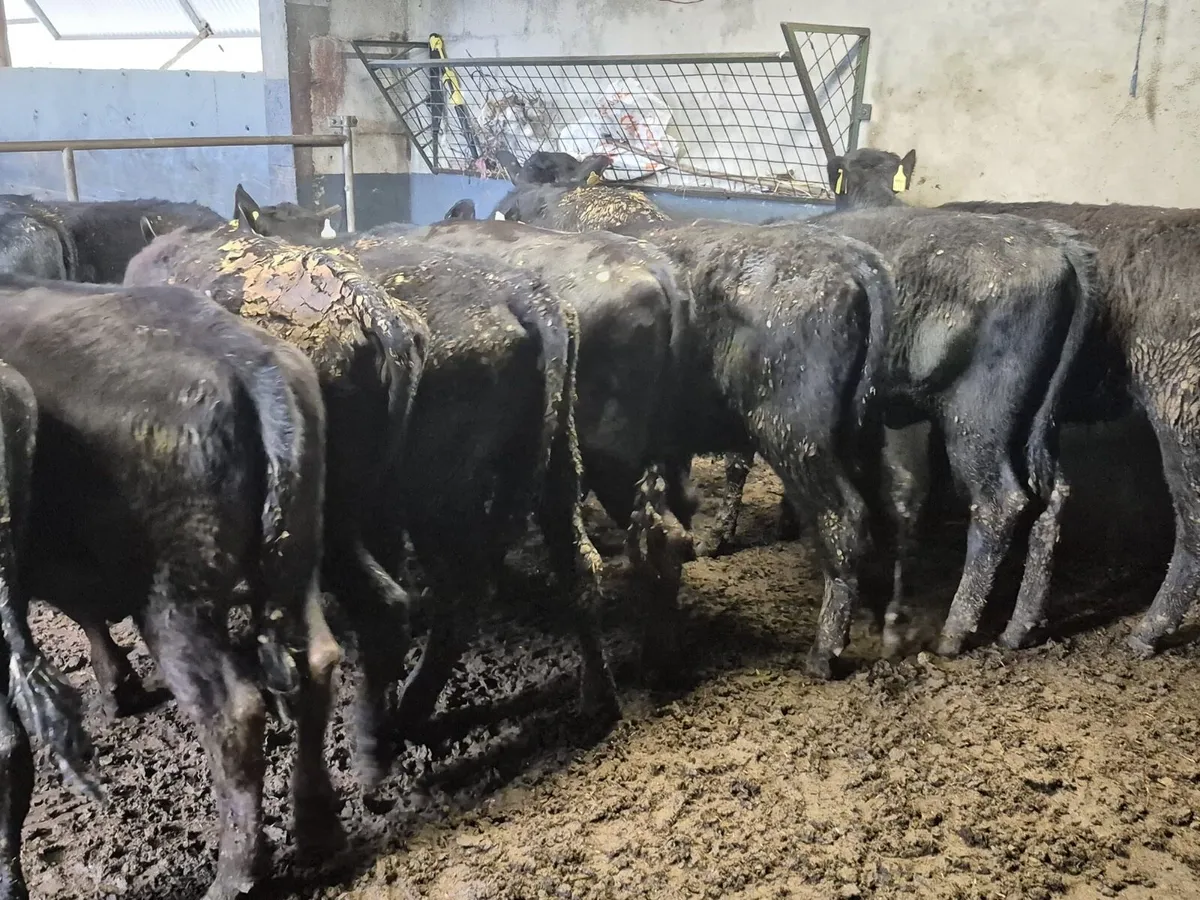 12 Angus Heifers 260kgs - Image 2