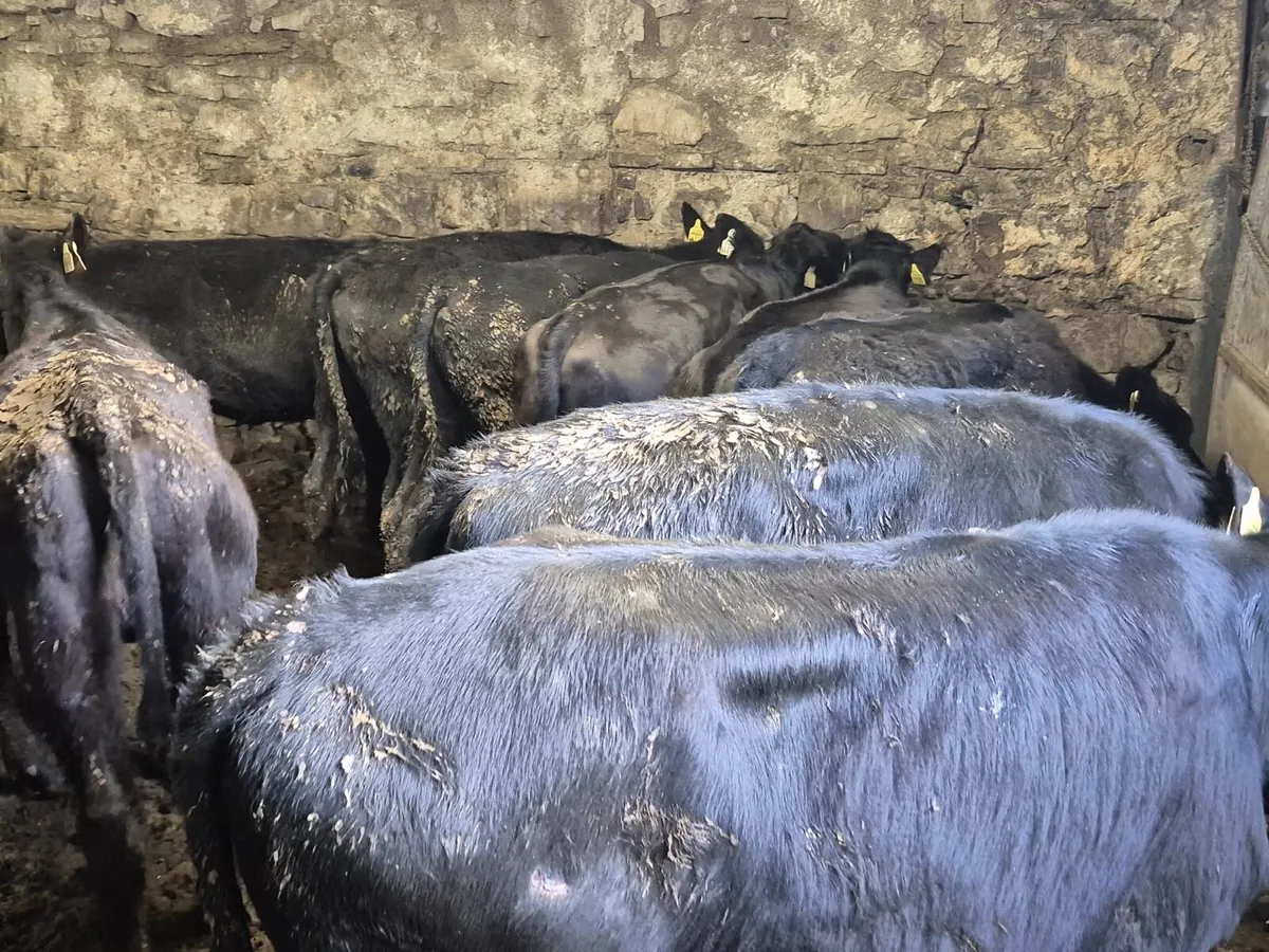 12 Angus Heifers 260kgs - Image 3