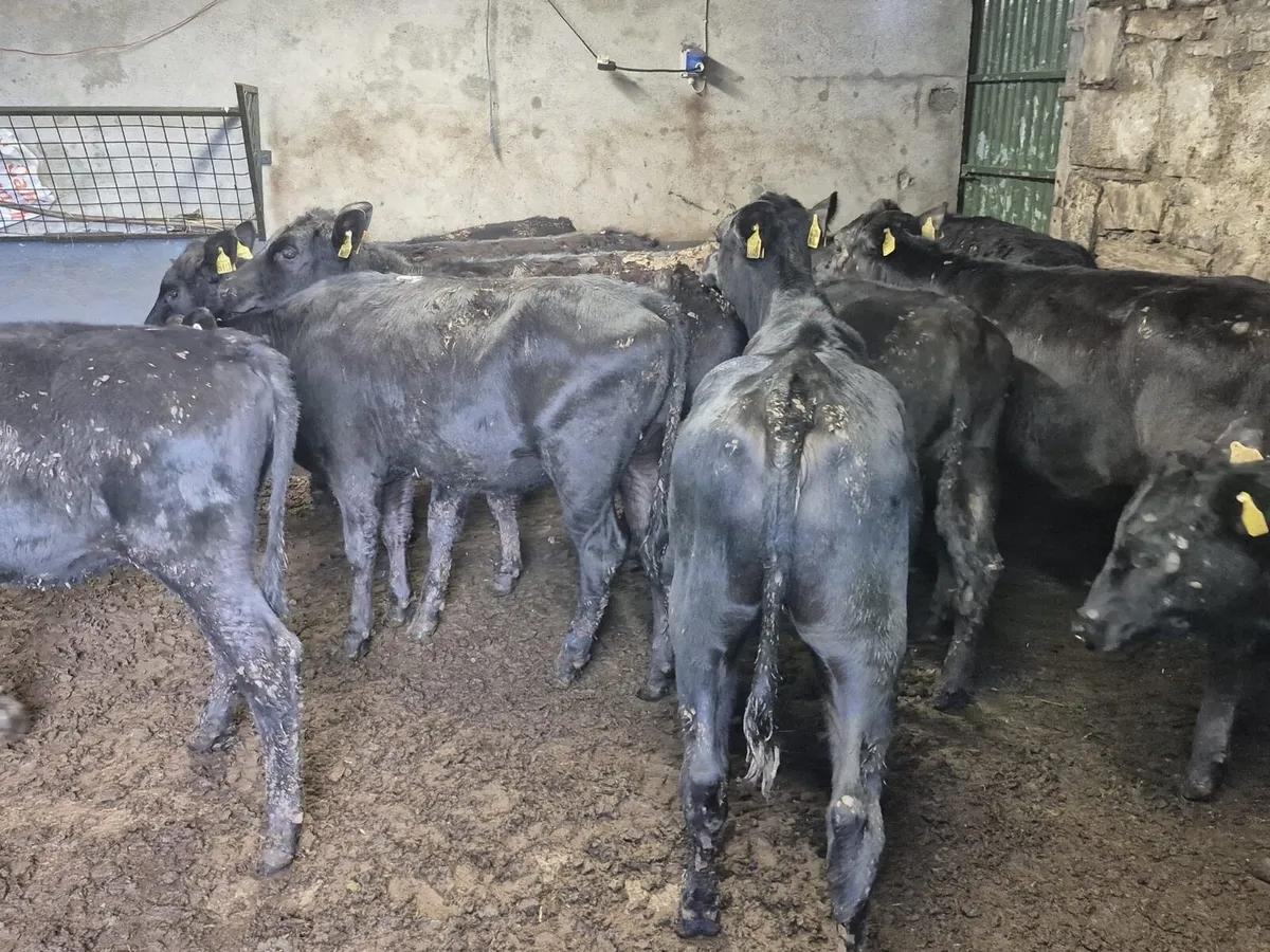 12 Angus Heifers 260kgs - Image 4
