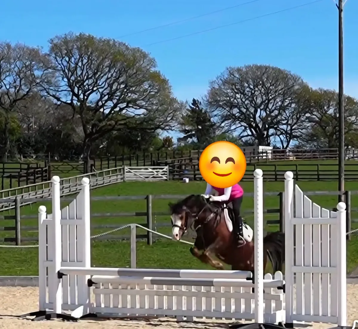 Pony Welsh B 12.2hh Sj WH XC - Image 4
