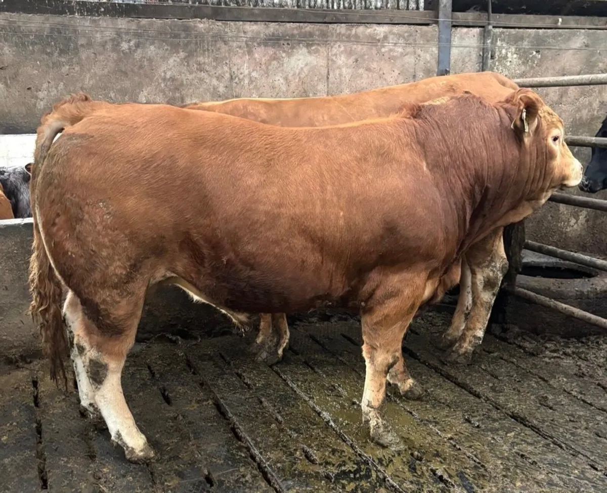 PBR Limousin Bulls - Image 1