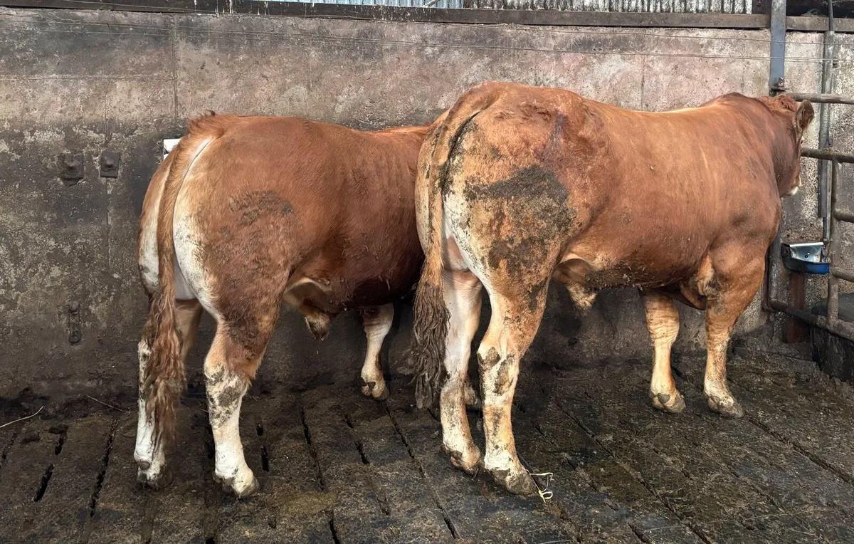 PBR Limousin Bulls - Image 2