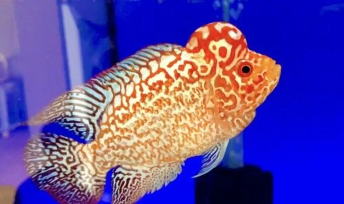 Flowerhorn Fish - Image 2