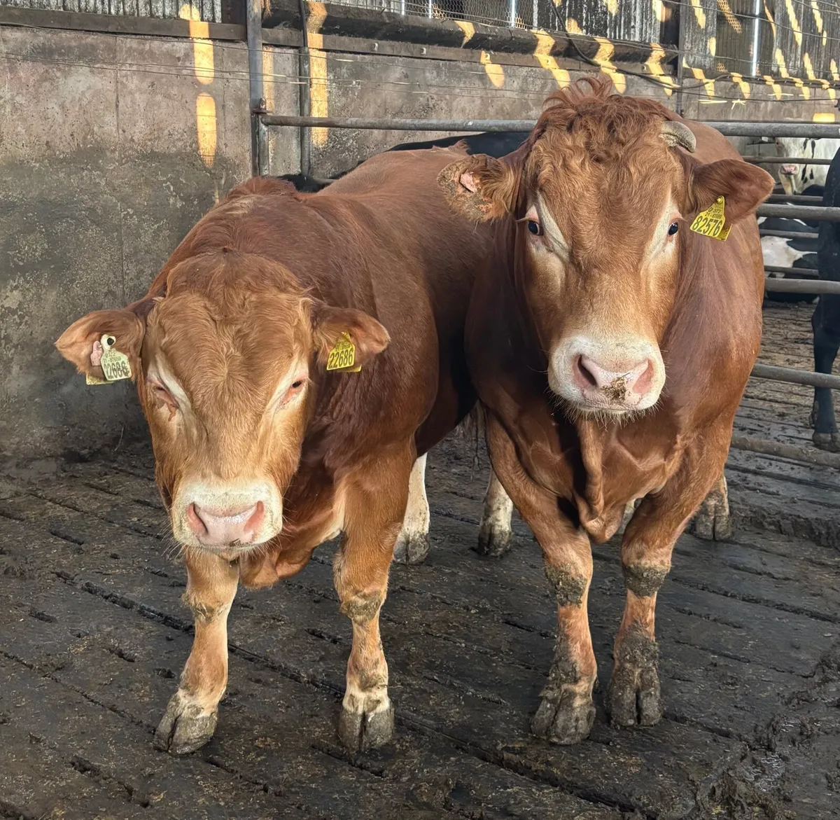 PBR Limousin Bulls - Image 3