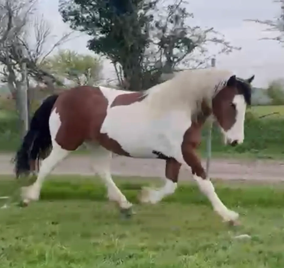 Show Cob Filly - Image 1